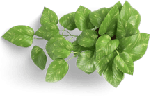 leaf-icon.png leaf-icon.png